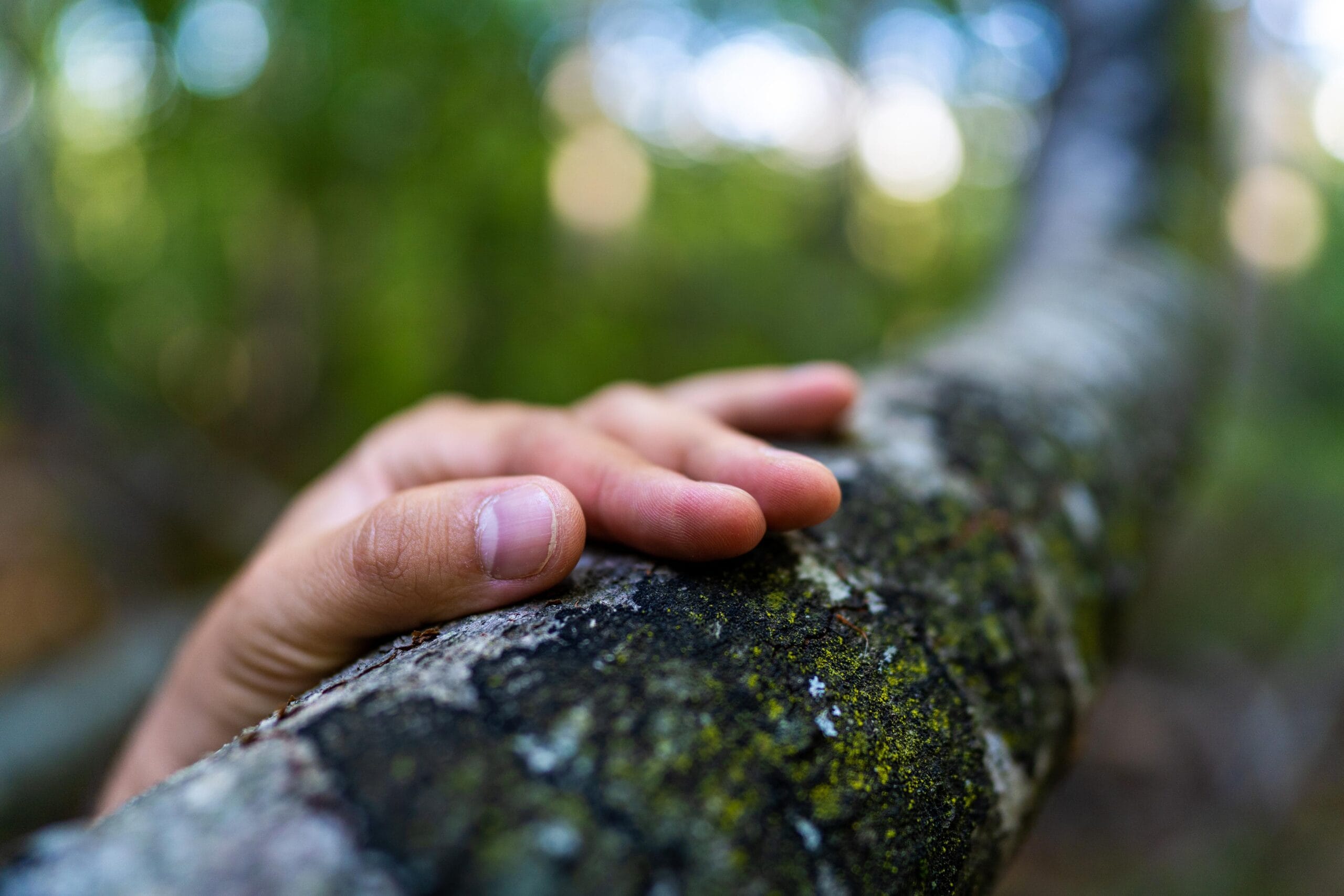 Valokuva, jossa käsi lepää puunoksalla.